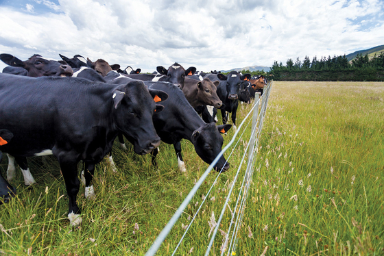 2.8mm Diameter Wire Cattle Fencing , CE Grassland Fence