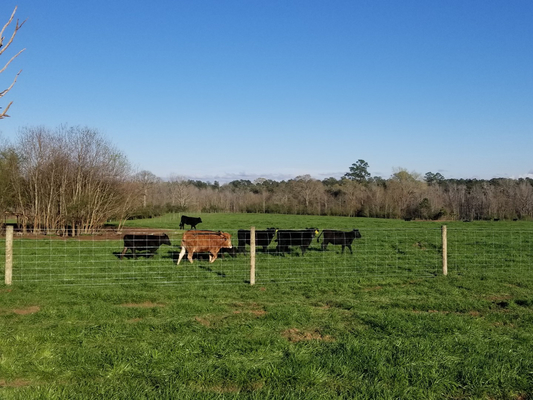 2.8mm Diameter Wire Cattle Fencing , CE Grassland Fence