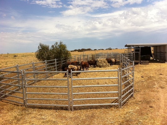 Wrought Iron Galvanized 50x50mm Tube Heavy Duty Cattle Panel