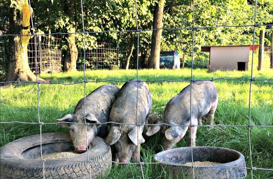 In magazzino allevamento nodo campo allevamento bestiame recinzione suino recinzione prova di recinzione in vendita